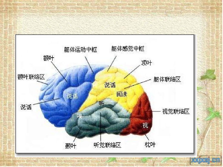 人脑解剖PPT