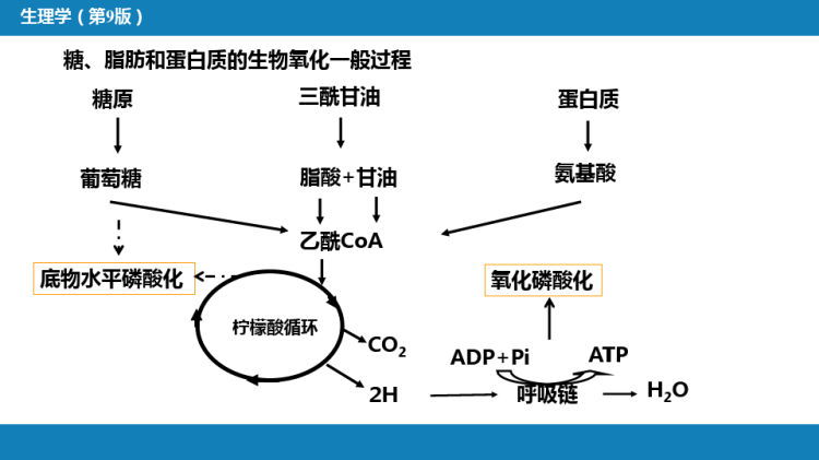 能量代谢与体温调节PPT