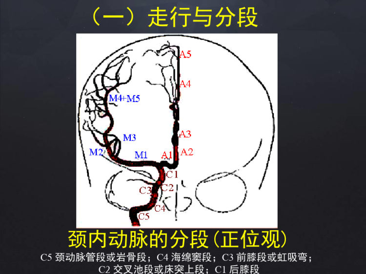 脑血管应用解剖PPT