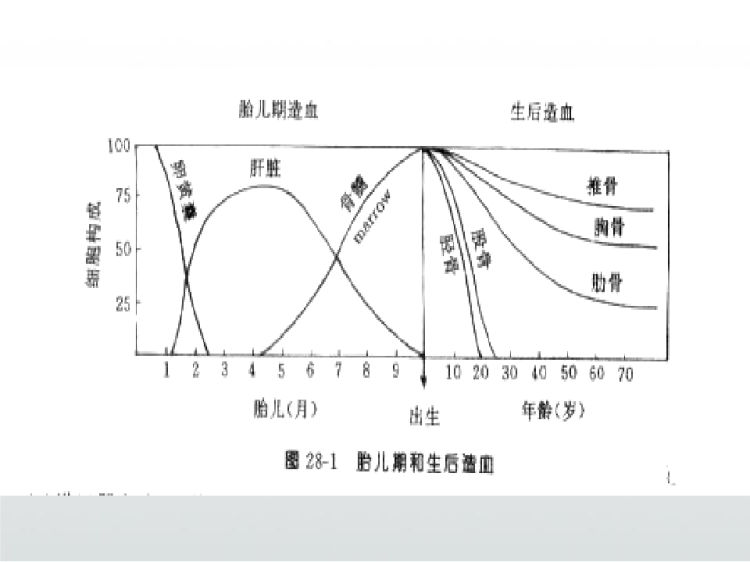 小儿造血系统疾病护理PPT