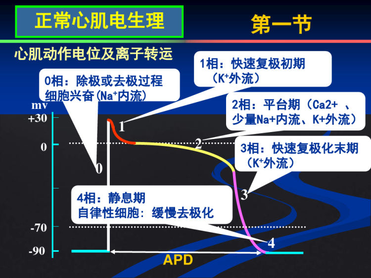 抗心律失常药PPT