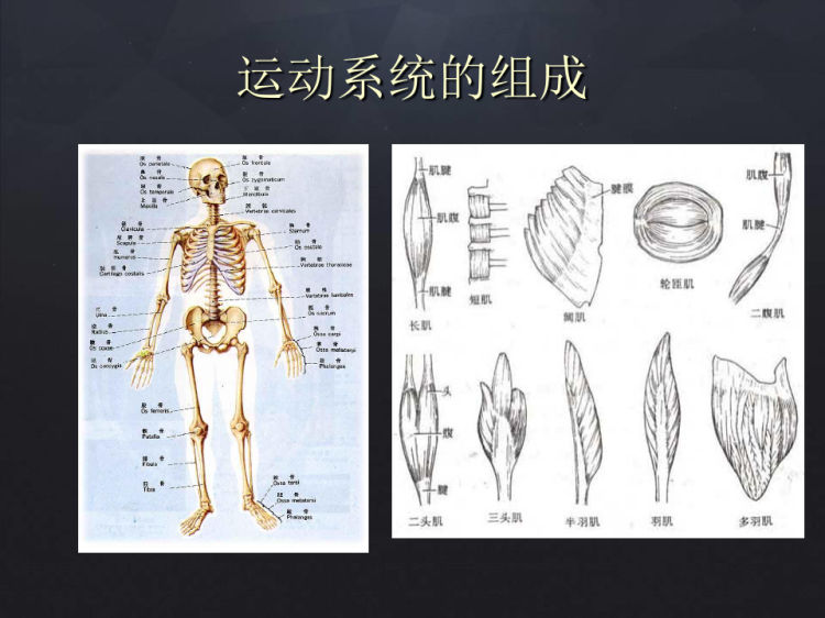 骨关节疾病一般护理PPT