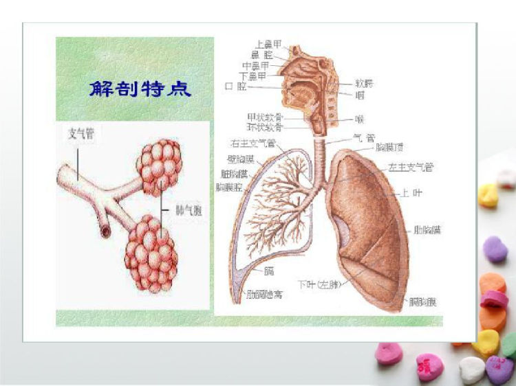 护士执照考试培训之呼吸系统PPT