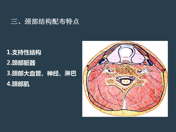 颈部影像解剖PPT