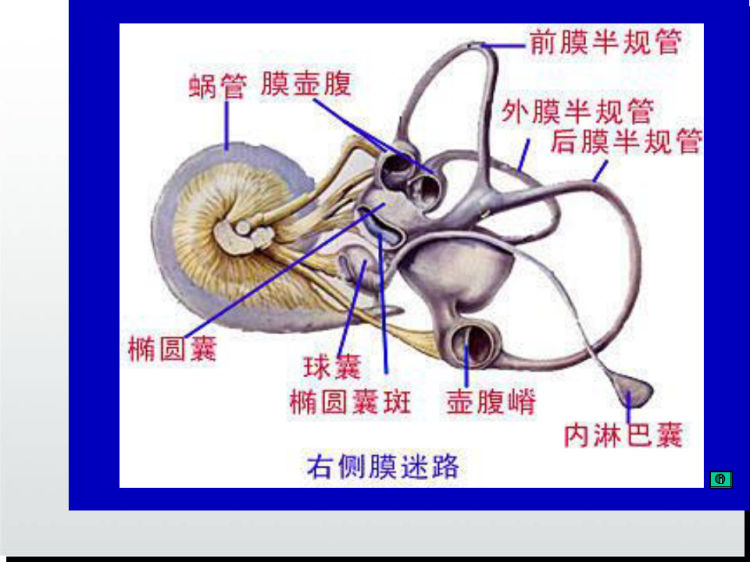 耳鼻咽喉生理解剖PPT