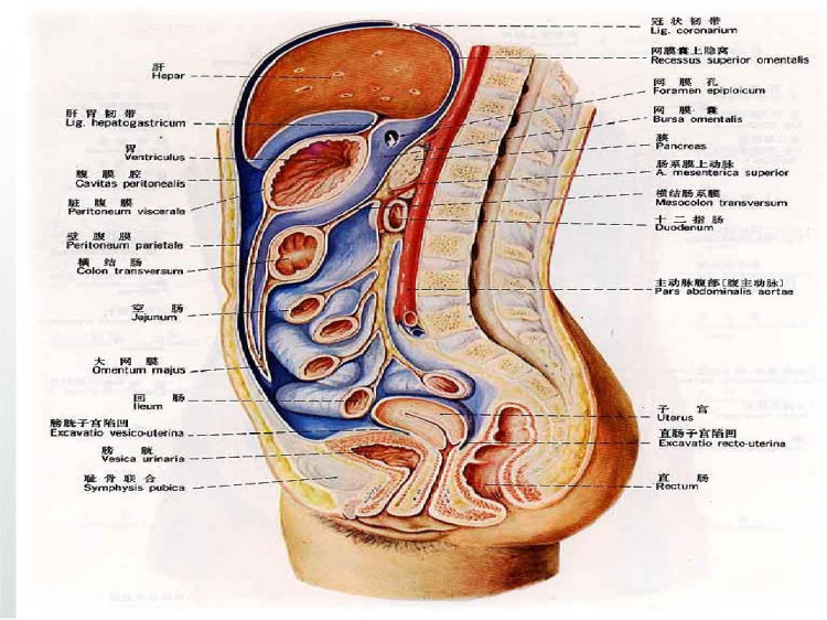 急性腹膜炎护理查房PPT