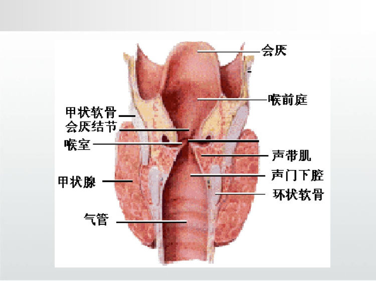 喉癌手术后护理PPT