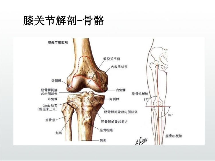 偏瘫膝过伸预防PPT