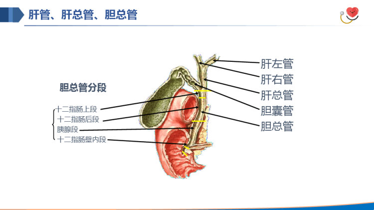 肝胆胰解剖结构PPT