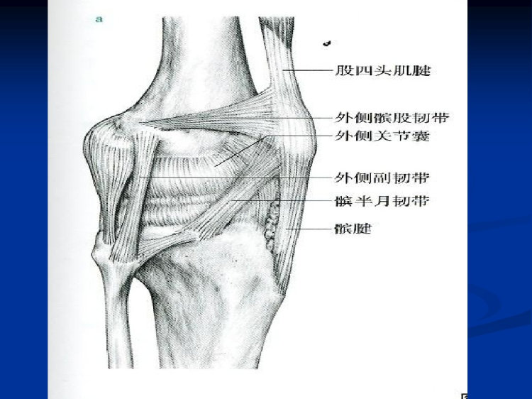 膝关节骨性关节炎PPT