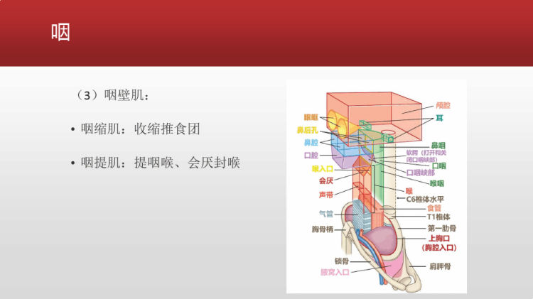 呼吸道基础解剖知识复习PPT