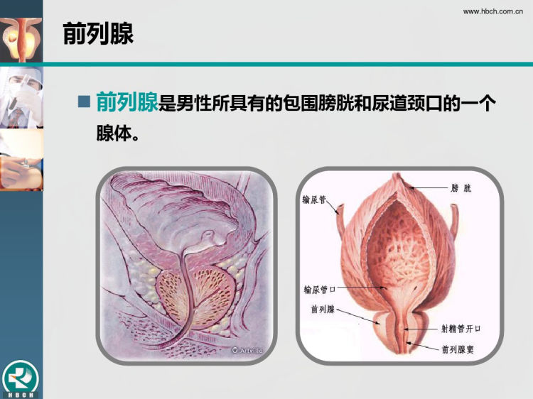 前列腺癌相关肿瘤标志物临床应用PPT