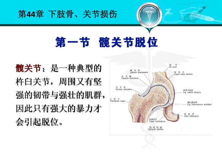 人卫版下肢骨关节损伤PPT教学课件