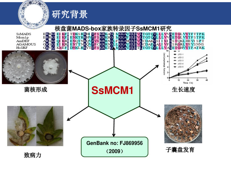 核盘菌SsMCM1转录因子互作蛋白CRISPRCas9基因编辑载体构建及鉴定毕业答辩PPT