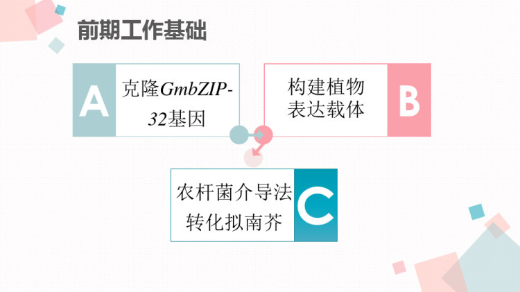 大豆GmbZIP基因转化拟南芥研究毕业答辩PPT