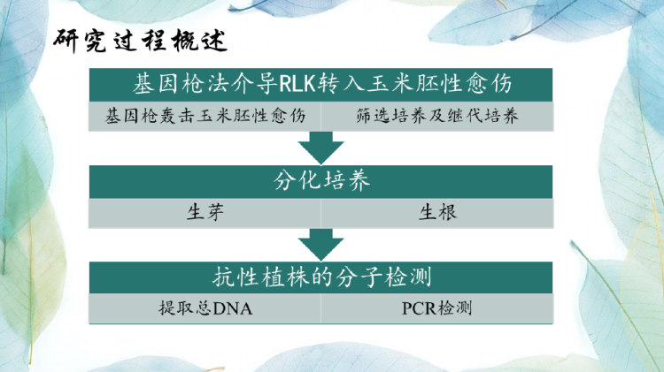 基因枪法介导RLK在玉米H中遗传转化毕业答辩PPT