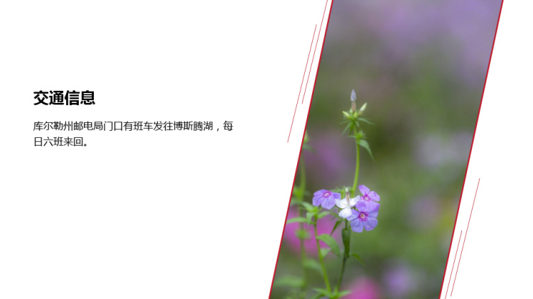 介绍博斯腾湖景区PPT