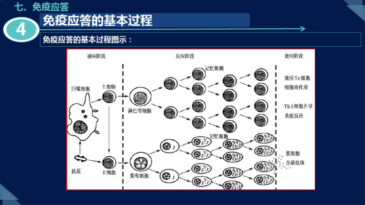 免疫学基础免疫应答超敏反应免疫学应用PPT