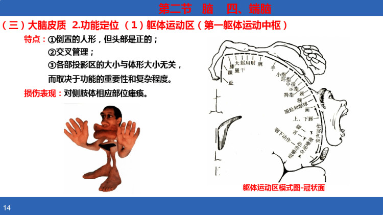 人体解剖学课件之端脑PPT