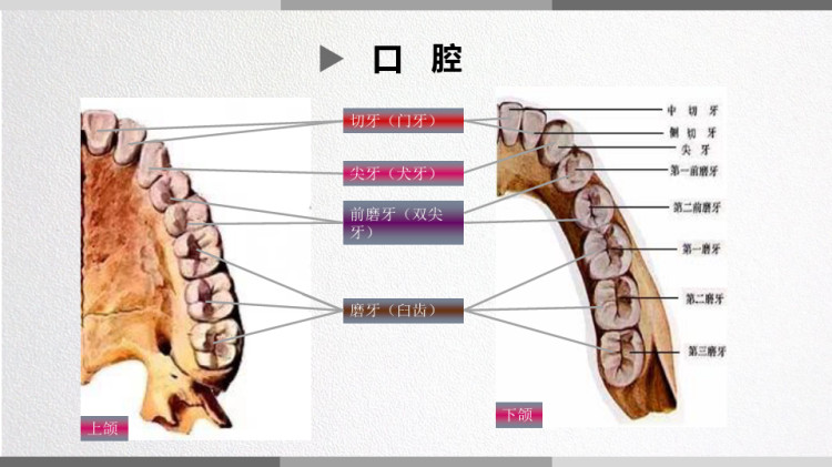 儿童消化道的结构功能及发育特点PPT