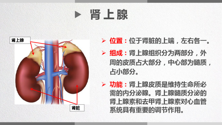 儿童其他内分泌腺结构功能及发育特点PPT