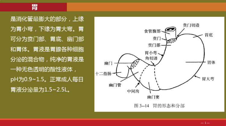 食品营养消化系统的组成与功能PPT