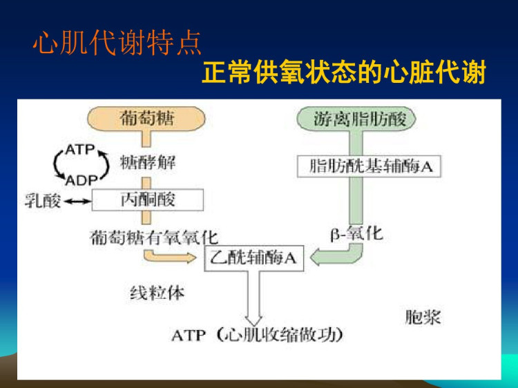 心脏能量代谢与治疗PPT