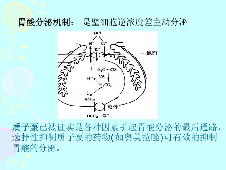 消化和呼吸PPT