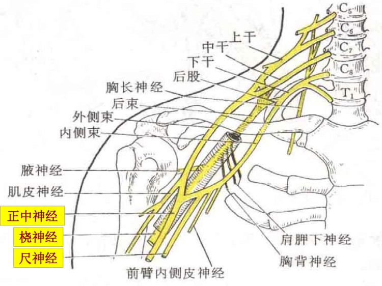 法医临床外周神经实习PPT