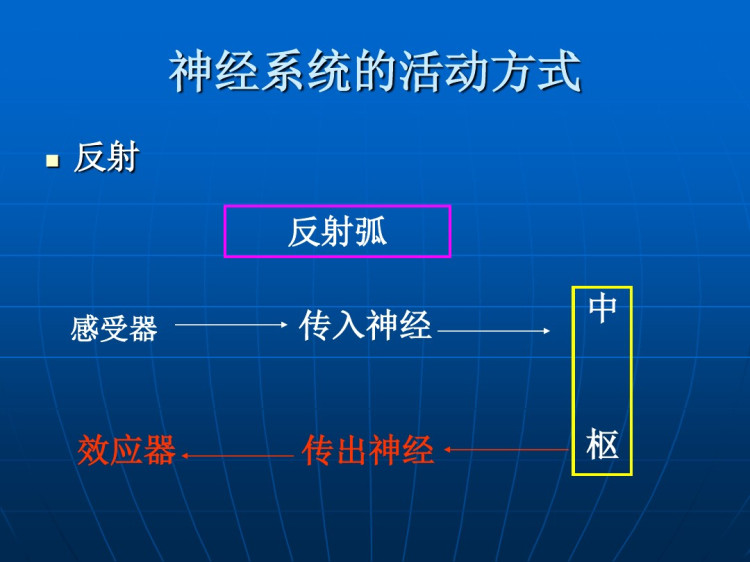 一讲之神经系统总论及脊髓PPT