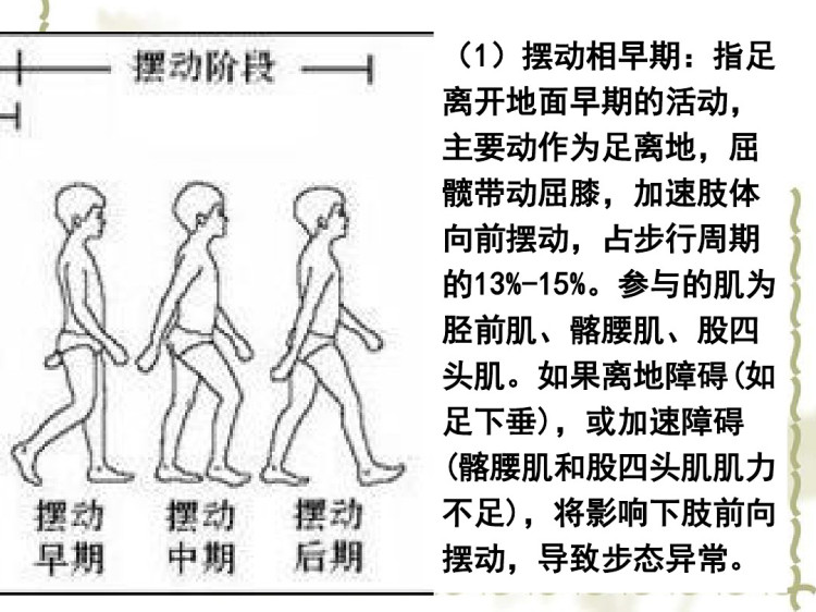 步行周期中下肢各关节生物力学PPT