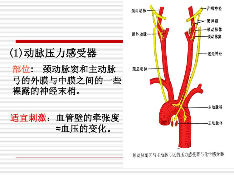 减压神经放电简介要点PPT