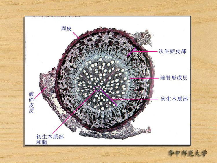 实验七根的次生结构根瘤及菌根PPT