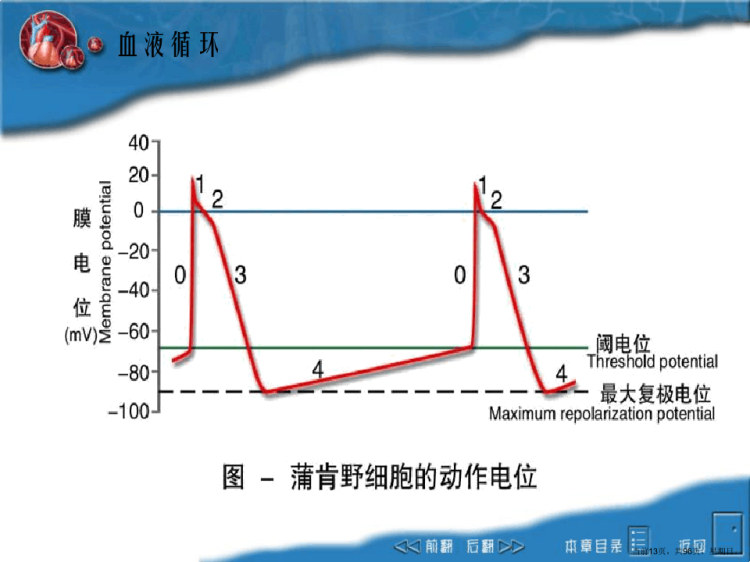 动物生理学circulationPPT