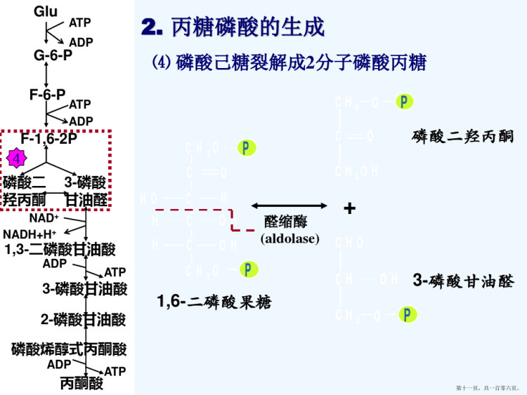 生科糖代谢PPT