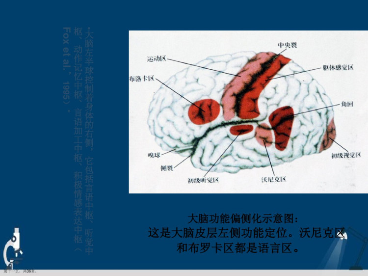 电大儿童心理学学前儿童的生理发展PPT