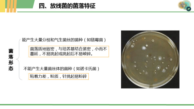 应用微生物技术之放线菌的形态结构及应用PPT