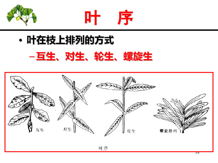 古生物之植物的形态结构认识PPT