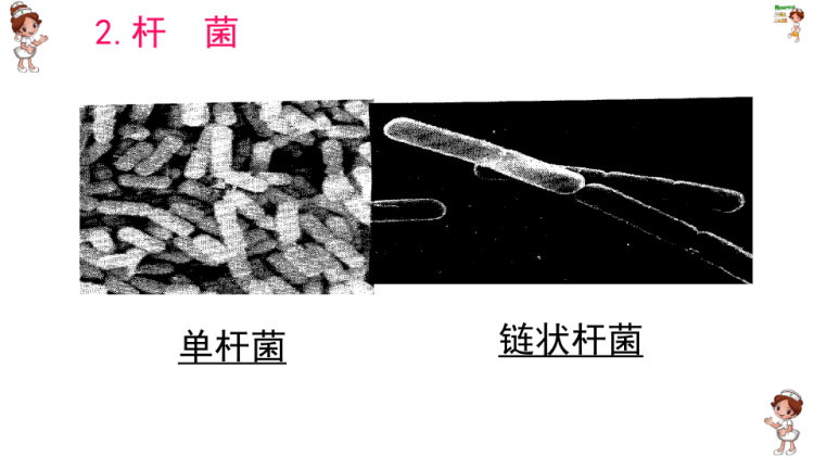 环境微生物之细菌的基本形态及大小PPT