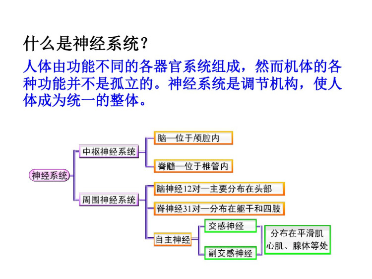 幼儿卫生学之神经系统PPT