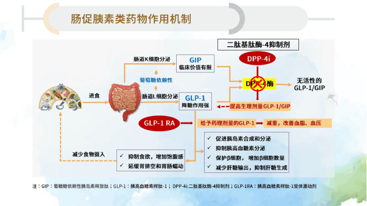 糖尿病临床诊疗指南之肠促胰素类药物的临床应用PPT