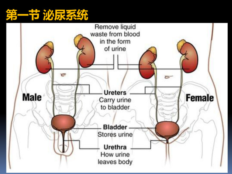 《泌尿系统影像学》PPT课件