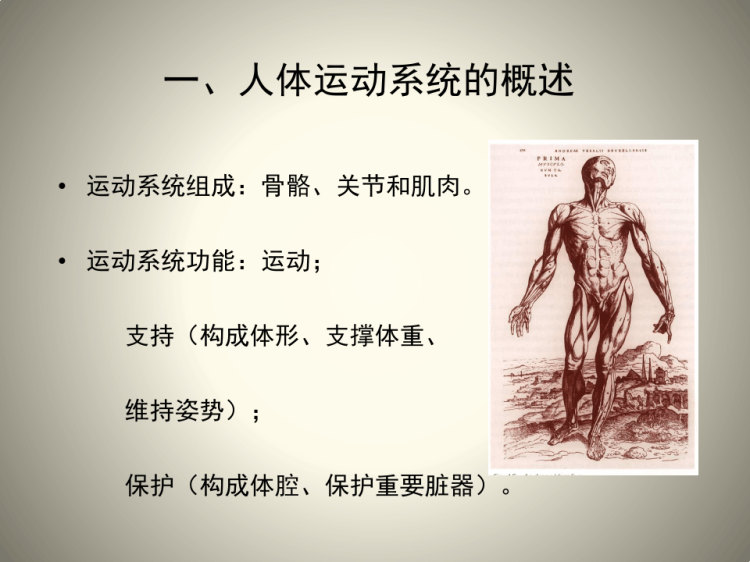 《人体部分器官结构与功能》PPT课件