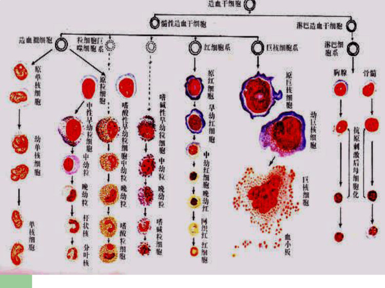 血液病学总论PPT