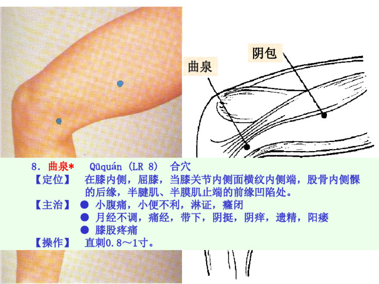 89人体经络穴位图谱12肝经PPT