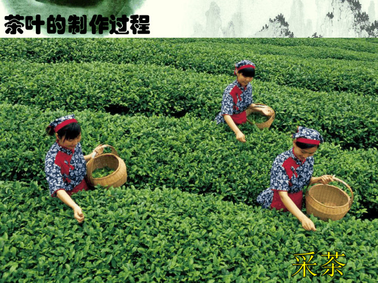 幼儿园社会教学《茶香》PPT