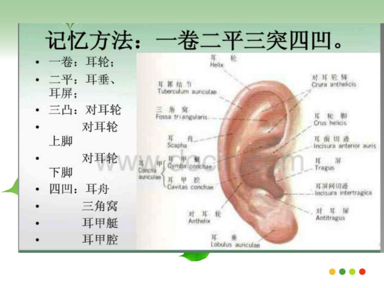 耳穴埋豆法PPT