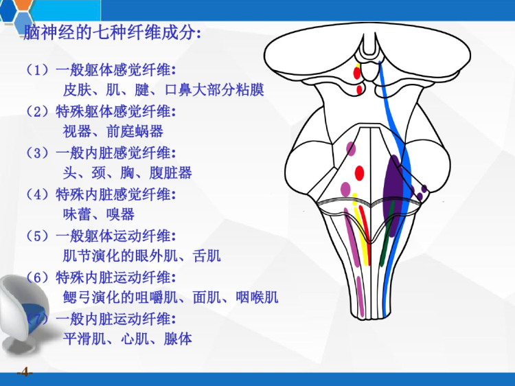 系统解剖学周围神经系统之脑神经PPT