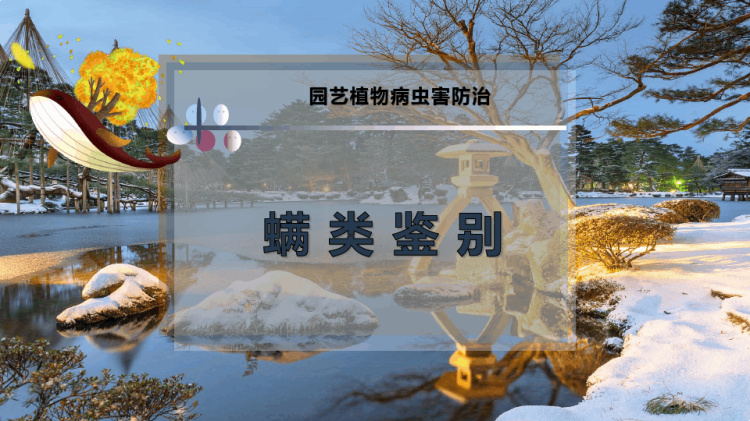 6页螨类鉴别PPT