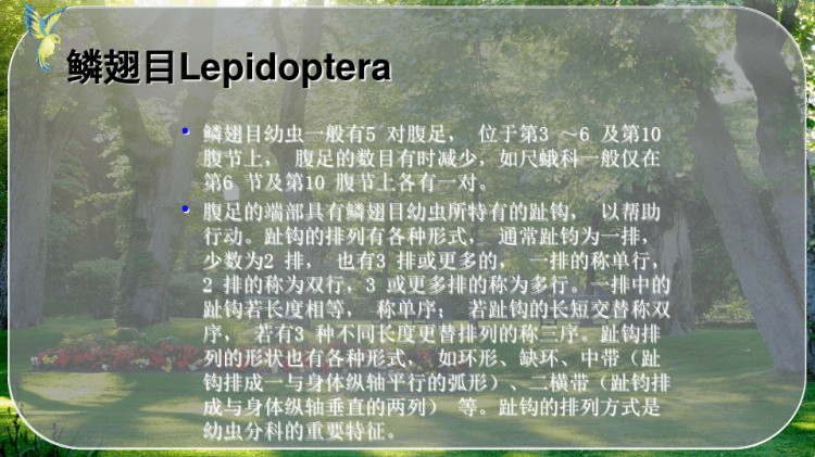 鳞翅目LepidopteraPPT